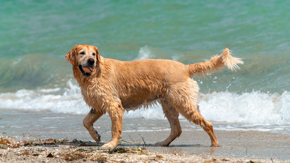 The Best Dog Beaches in America, According to Dogs