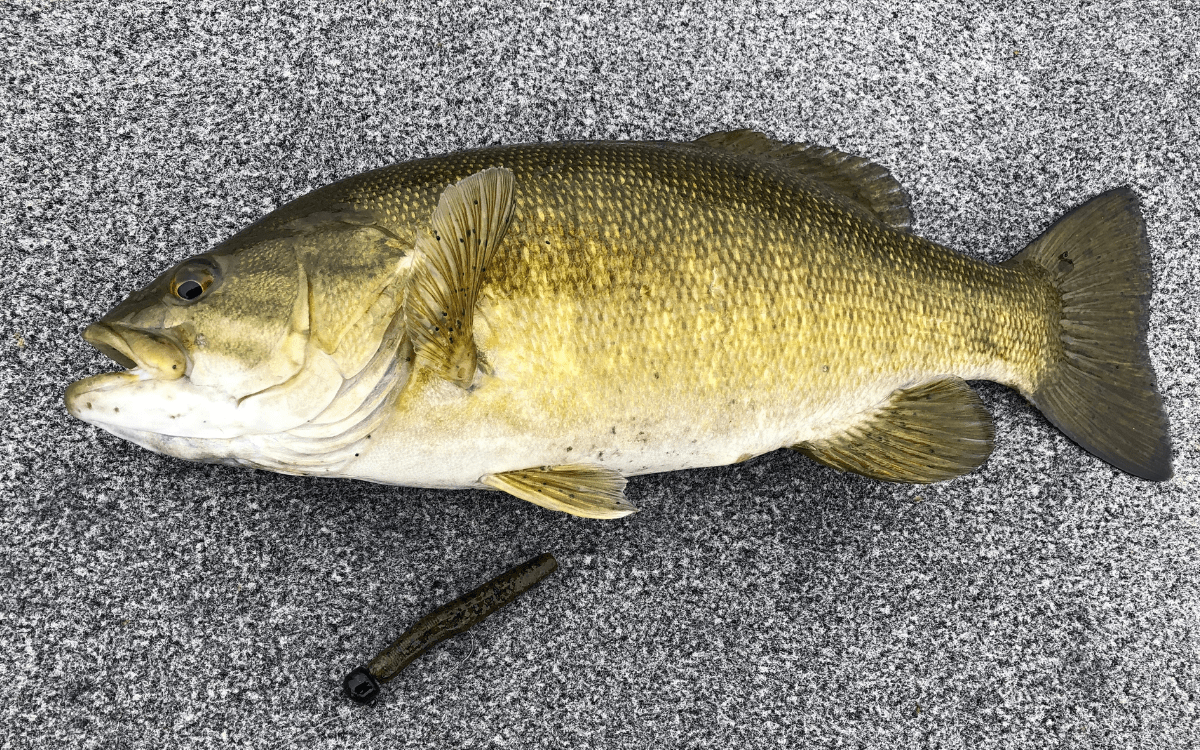 The Ned Rig: A Complete Guide to Baits, Gear, and How to Fish It