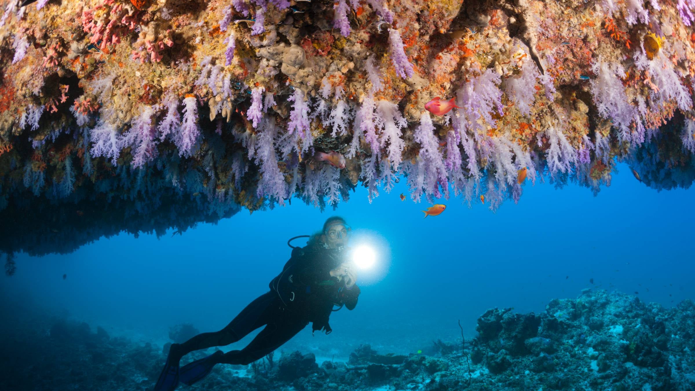 What Every Diver Needs to Know About Scuba Safety in the Wake of the Maldives Tragedy
